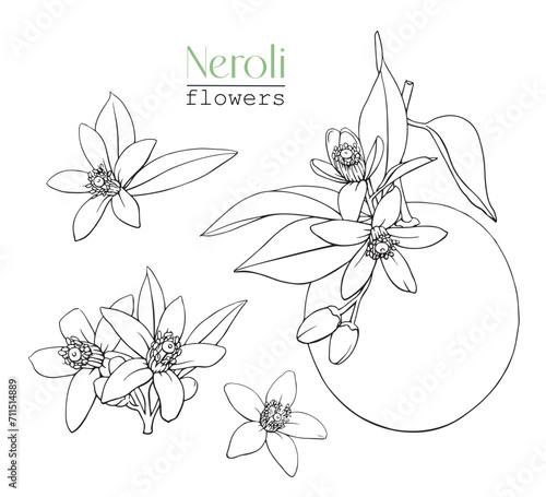 Line art Set Blooming twig orange and flowers Neroli. Citrus branch. Hand drawn vector botanical illustration. Cosmetic, perfumery medicinal plant	