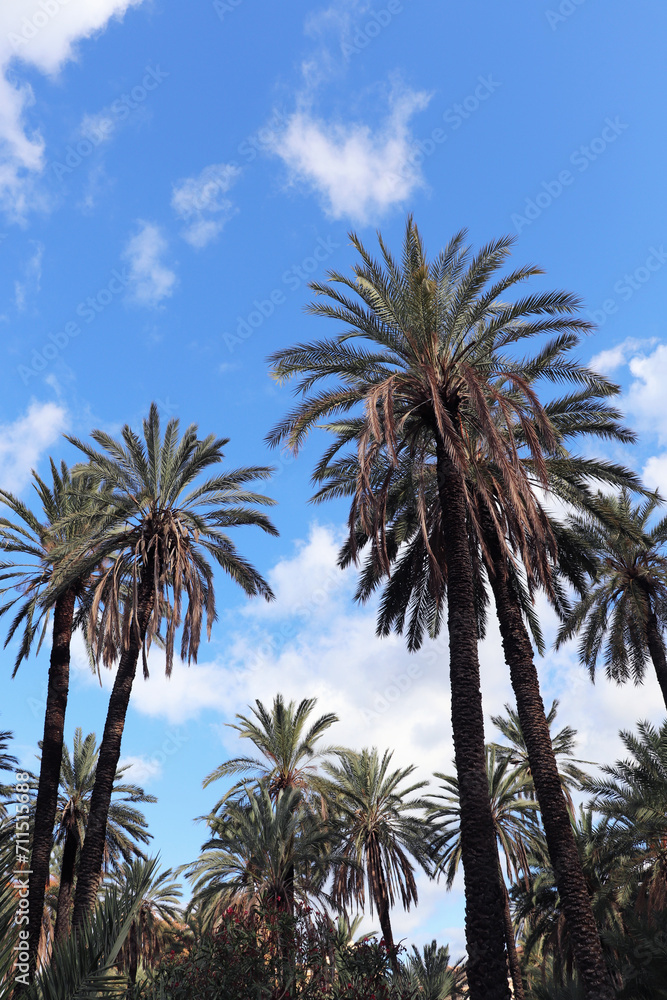 palm trees against the sky