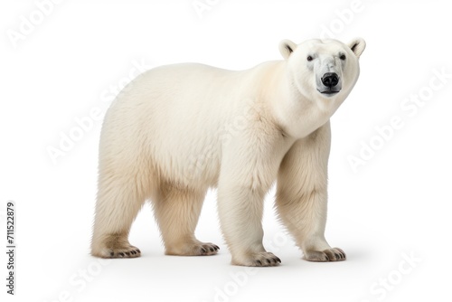 Polar Bear isolated on a white background