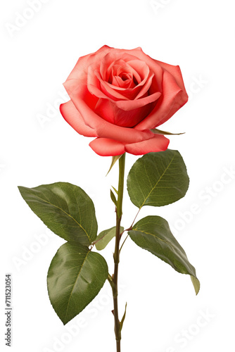 a rose in transparent background © PNG Lab