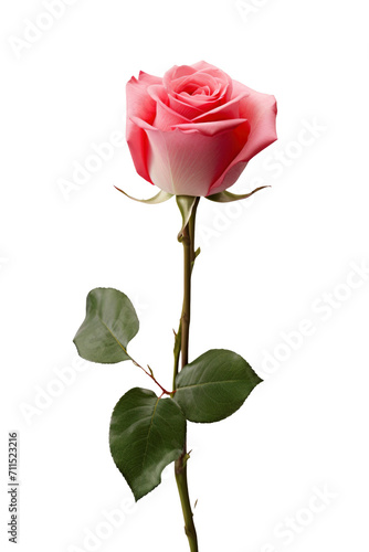 a rose in transparent background