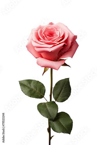 a rose in transparent background