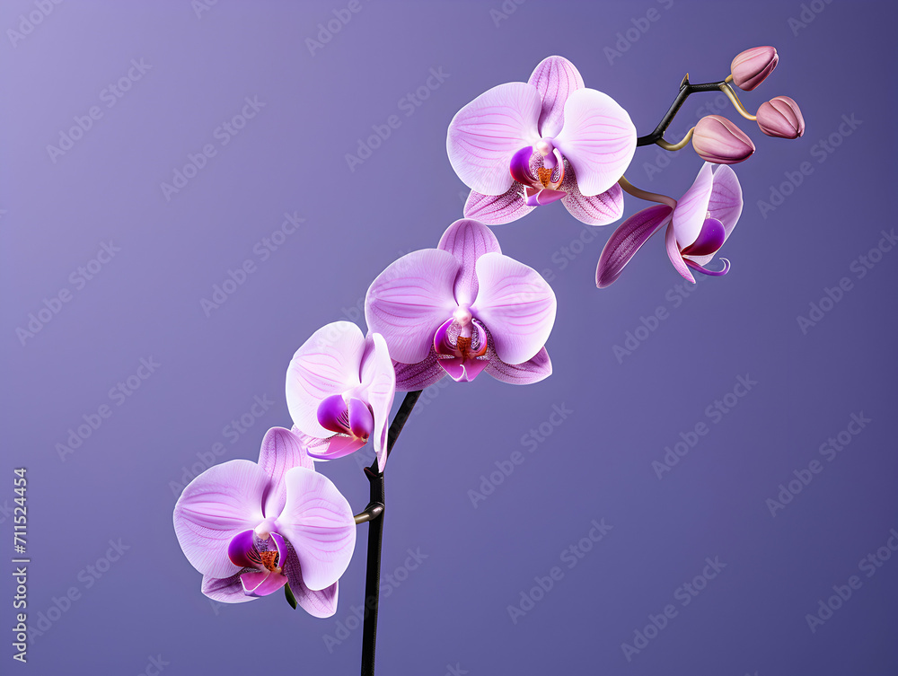 Fototapeta premium Orchid flower in studio background, single orchid flower, Beautiful flower images