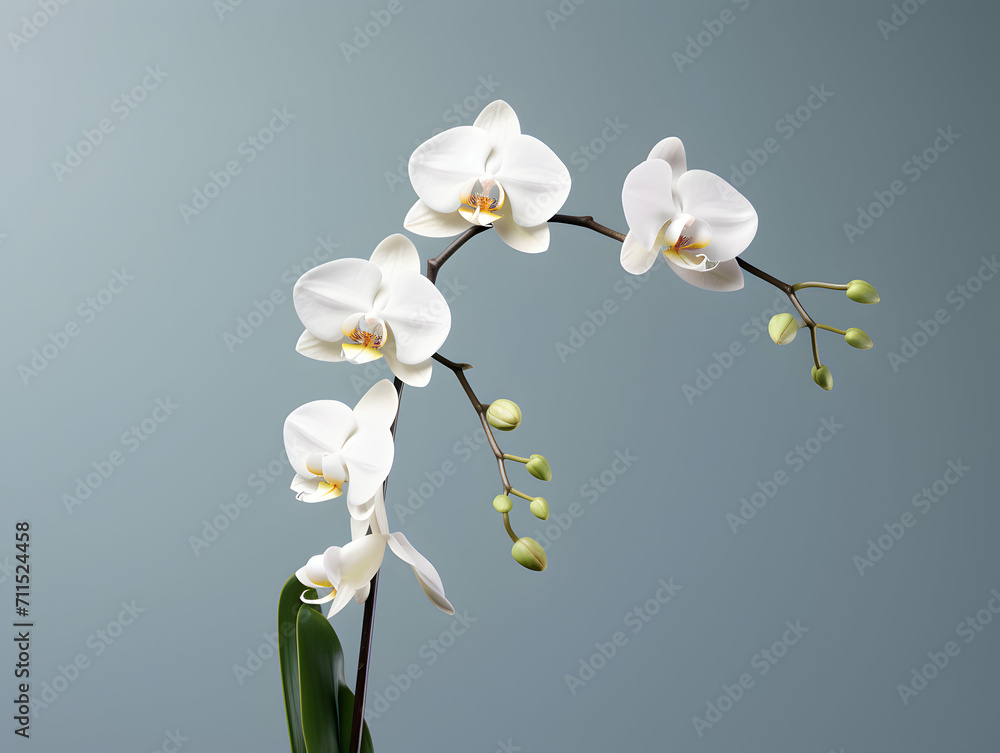 Obraz premium Orchid flower in studio background, single orchid flower, Beautiful flower images