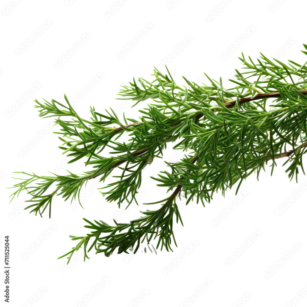 branch of green thuja on transparent background branch of green thuja on transparent background