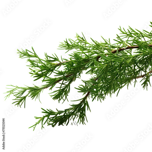 branch of green thuja on transparent background