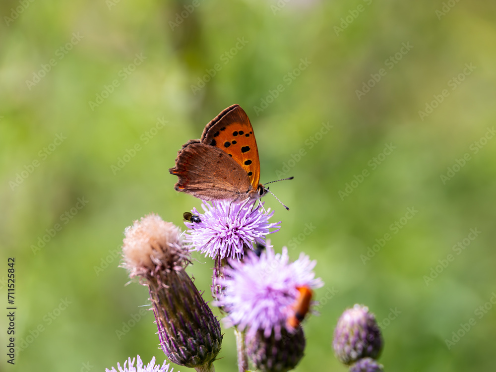 Small Copper Butterfly Feeding on Creeping Thistle Small Copper Butterfly Feeding on Creeping Thistle
