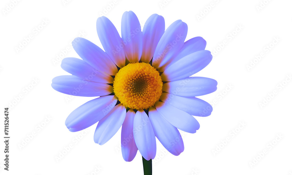 Naklejka premium camomile flower