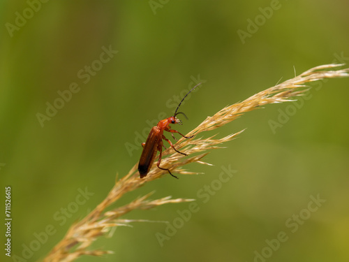 Red Soldier Beetle on a Grass Stem