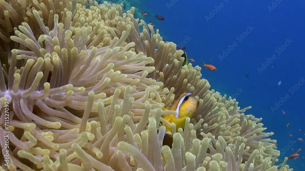 Clownfish find refuge in arms of delicate sea anemones. Friendship unites sea anemone and clownfish in underwater ocean. Clownfish find refuge in arms of delicate sea anemones. Friendship unites sea anemone and clownfish in underwater ocean.