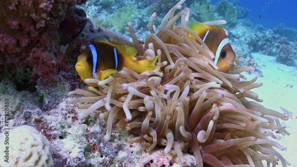 Clownfish and sea anemone forge impressive partnership in underwater ocean. Anemones and fish star in breathtaking underwater video. Clownfish and sea anemone forge impressive partnership in underwater ocean. Anemones and fish star in breathtaking underwater video.
