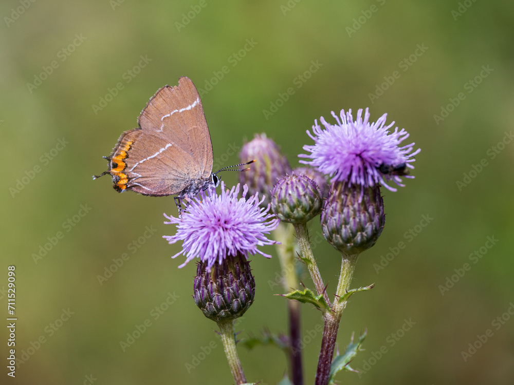 White-letter Hairstreak Butterfly on Creeping Thistle White-letter Hairstreak Butterfly on Creeping Thistle