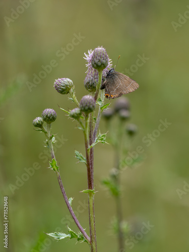 White-letter Hairstreak Butterfly on Creeping Thistle photo