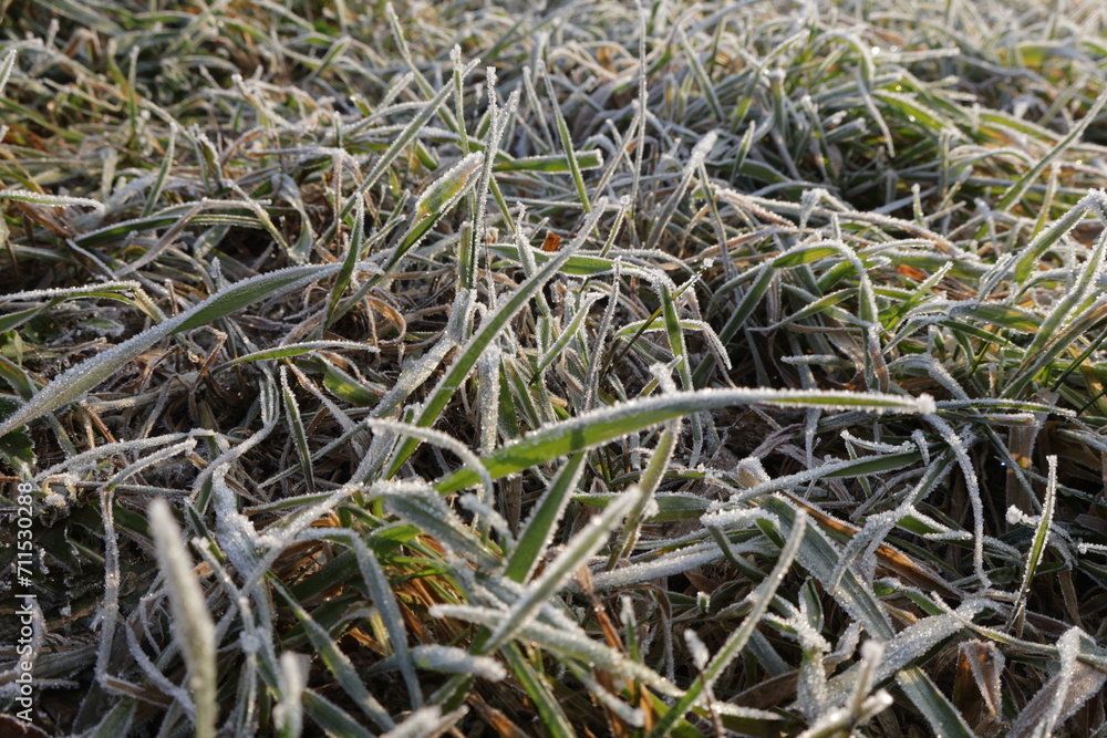 Frosty Lawn low angle of frosted grass.