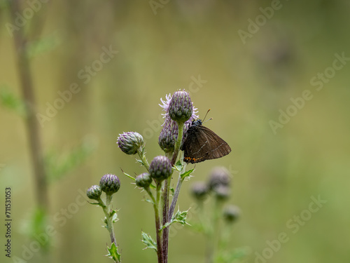 White-letter Hairstreak Butterfly on Creeping Thistle photo