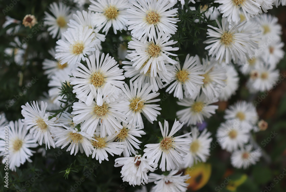 Alpine Aster (Aster alpinus). Decorative garden plant with purple and white flowers. Beautiful perennial plant for rock garden. Autumn flowers. Selective focus. Alpine Aster (Aster alpinus). Decorative garden plant with purple and white flowers. Beautiful perennial plant for rock garden. Autumn flowers. Selective focus.