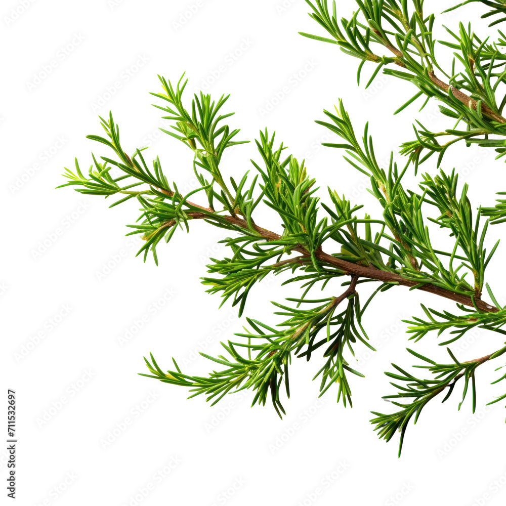 part of a juniper bush Isolated on transparent background