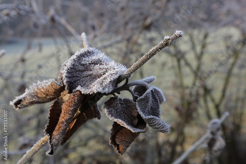 Primo piano gelido inverno del ramo di un albero.