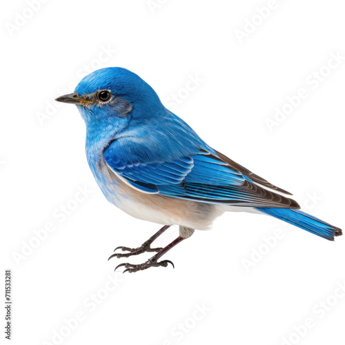 Beautiful blue bird isolated on transparent background