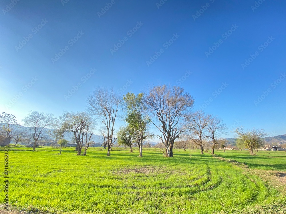 Fototapeta premium trees in the field heaven 