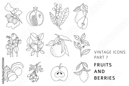 Vintage style hand drawn fruits and berries collection. Linear icons for logo  brand design  farm market   vegan or vegetarian shop. Bohemian line art botany elements. Elegant outline vector set