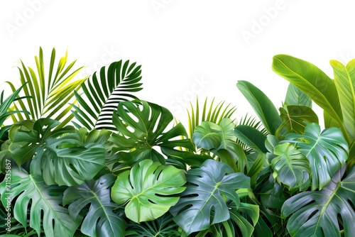 Tropical plant leaves in indoor garden backdrop