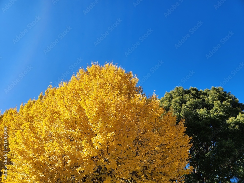 Fototapeta premium SF4