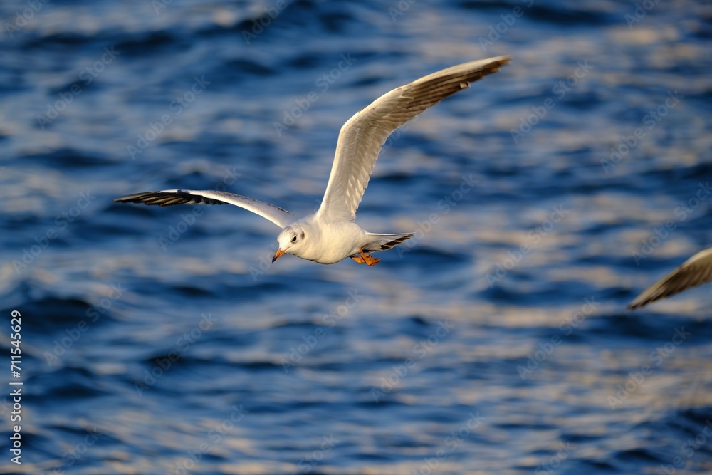 seagull flying over the sea seagull flying over the sea