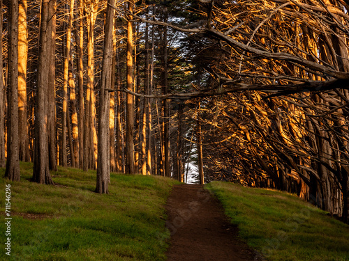 Sunrise Cypress Forest