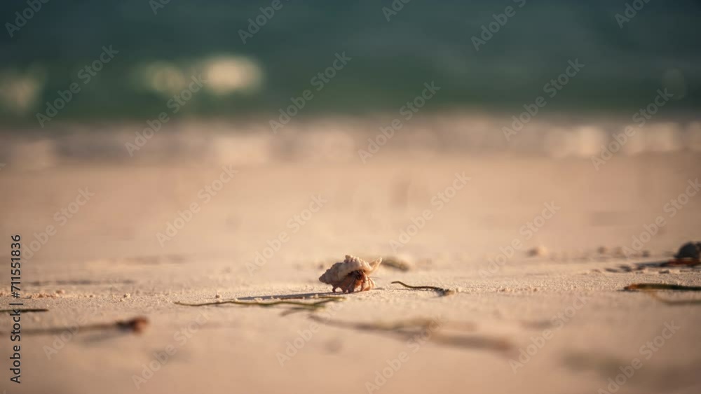 Baby hermit crab walking on a sandy beach in slow motion during sunset Baby hermit crab walking on a sandy beach in slow motion during sunset