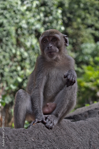 Long-tailed macaque monkey sitting on a stone © Pedro