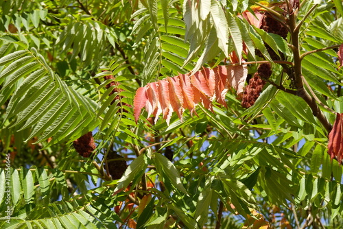 Colorful leaves and red fruits of the Ailanthus, Tree of Heaven in the autumn - 1 - Vilnius, September 2023
