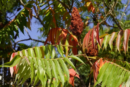 Colorful leaves and red fruits of the Ailanthus, Tree of Heaven in the autumn - 2 - Vilnius, September 2023