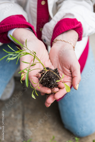 Woman transplanting and holding flower seedling in soil