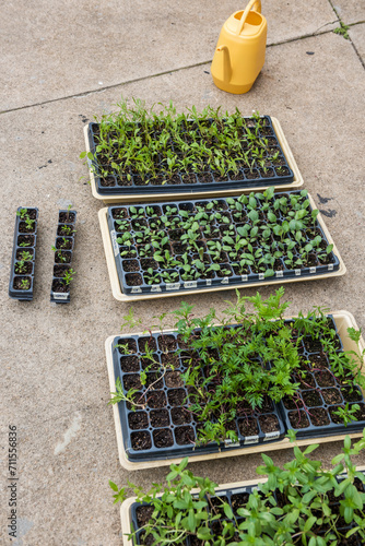 Dye Flower seedlings sprouting in grow trays outdoors
