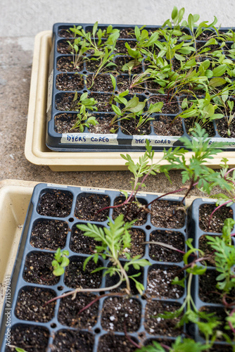 Dye Flower seeds sprouting in grow tray outdoors