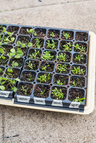 Dye Flower seeds sprouting in grow tray outdoors