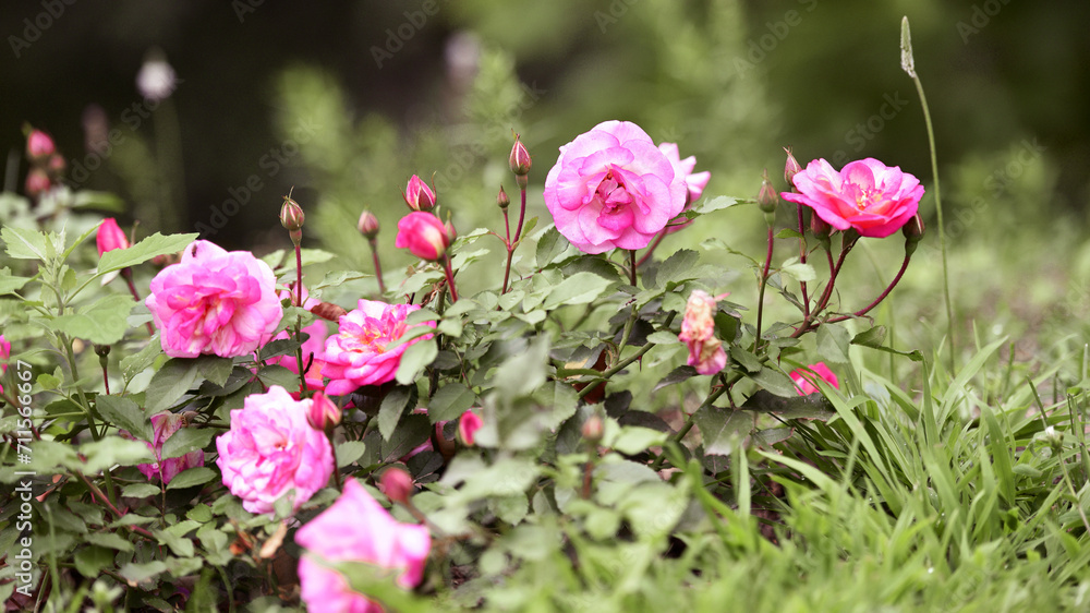 pink rose flower background. Red roses on a bush in the garden, close-up. delicate pink rose flower with green leaves. Red Rose Magic. beauty in the garden. concept of romance, gift pink rose flower background. Red roses on a bush in the garden, close-up. delicate pink rose flower with green leaves. Red Rose Magic. beauty in the garden. concept of romance, gift