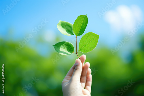 hand holding a leaf