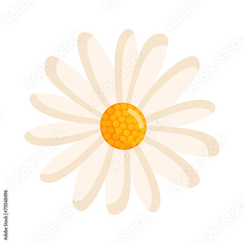 Chamomile flower. Botanical vector illustration isolated on white background for postcard, poster, ad, decor, fabric and other uses.