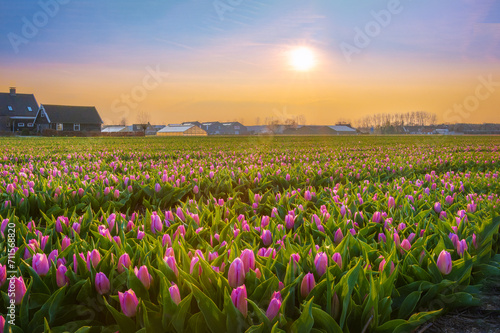 Landscape at sunset with a field of pink tulips in bloom in Noordwijk   Netherlands