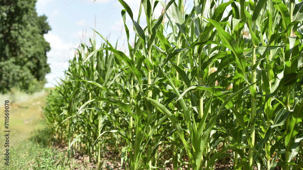 ears of corn and green leaves on a field background close-up. Corn farm. A selective focus picture of corn cob in organic corn field. concept of good harvest, agricultural, place for text ears of corn and green leaves on a field background close-up. Corn farm. A selective focus picture of corn cob in organic corn field. concept of good harvest, agricultural, place for text