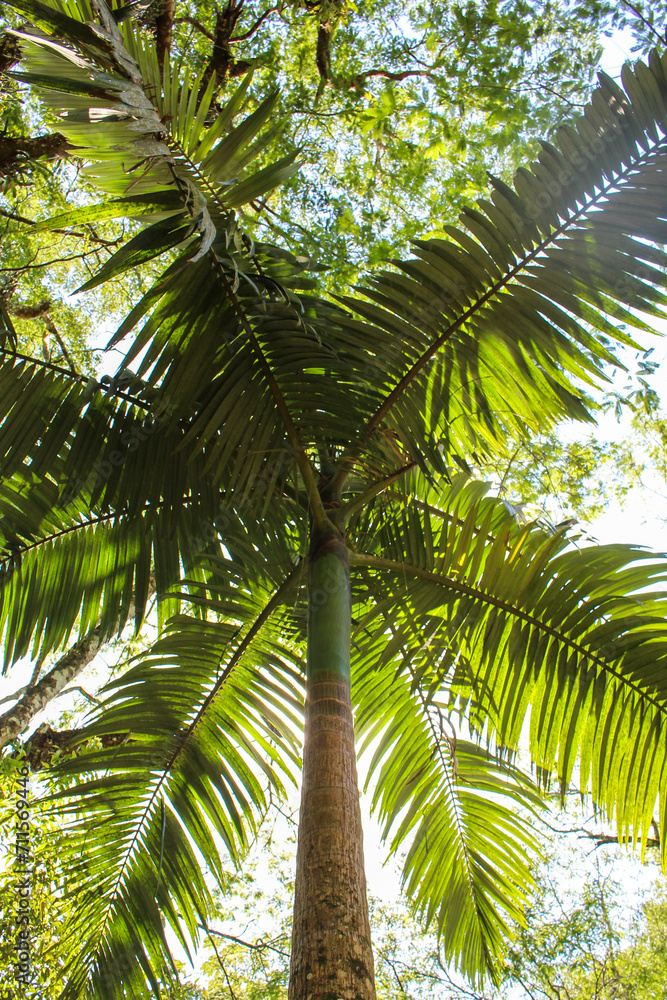 Fototapeta premium coconut palm tree