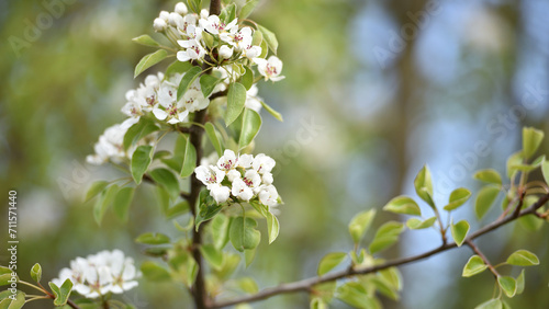 pear flowers. blooming tree in the garden. white delicate flowers and green and young leaves. Malinae, Springtide. Branches of flowering pears on a green background. close-up. pear in the forest