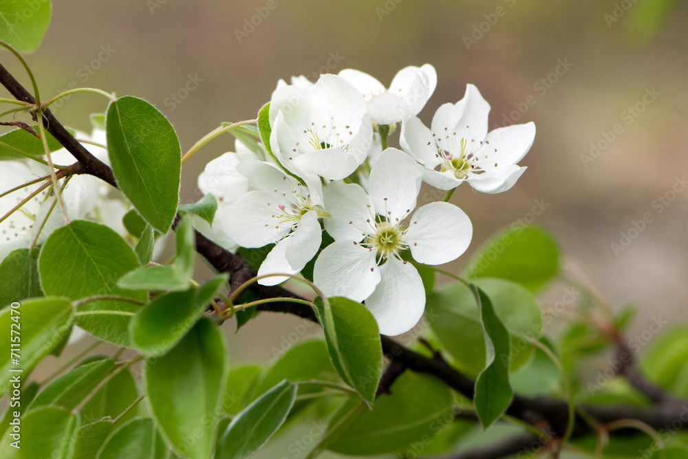 pear flowers. blooming tree in the garden. white delicate flowers and green and young leaves. Malinae. Branches of flowering pears, spring time. close-up. pear in the forest. macro photo pear flowers. blooming tree in the garden. white delicate flowers and green and young leaves. Malinae. Branches of flowering pears, spring time. close-up. pear in the forest. macro photo