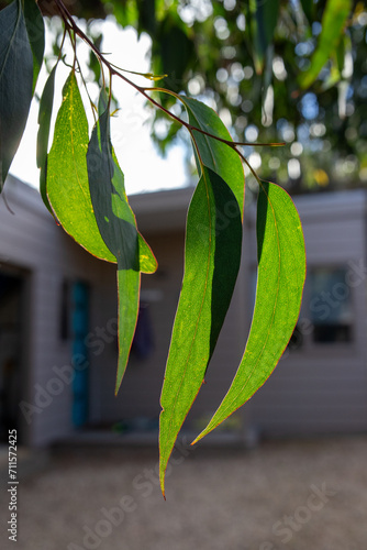 Eucalypt leaves in front of house photo