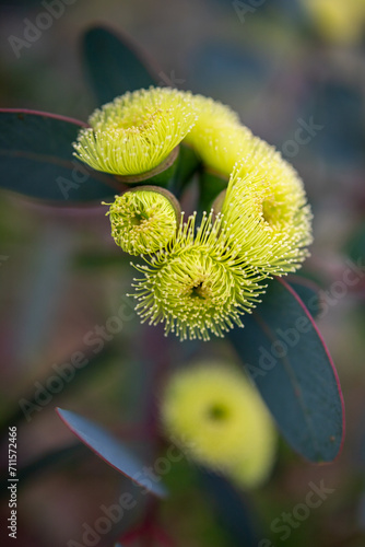 Cluster of yellow flowers photo