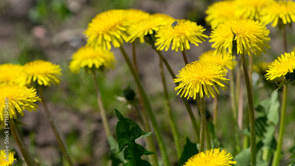 yellow dandelions growing on a lawn illuminated by the sunlight, springtime wild flowering plant with green leaves on stem. macro nature, natural background, close-up yellow dandelions growing on a lawn illuminated by the sunlight, springtime wild flowering plant with green leaves on stem. macro nature, natural background, close-up