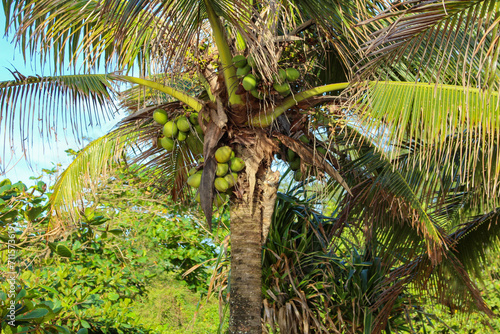 tropical palm trees