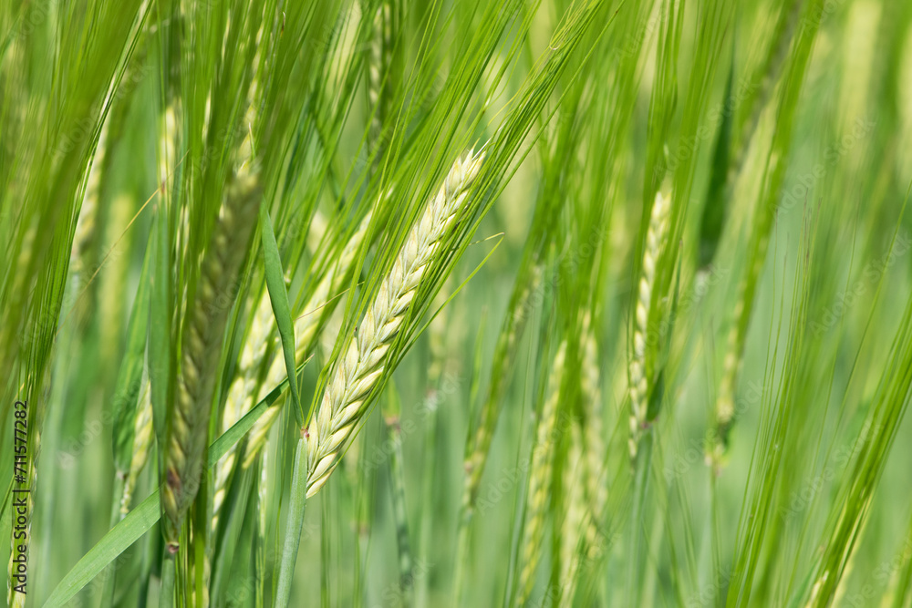 spikelets. cobs of corn close-up. Fresh green young unripe juicy spikelets of wheat on a blurred green field. Oats, rye, barley. harvest in spring or summer, closeup of a field spikelets. cobs of corn close-up. Fresh green young unripe juicy spikelets of wheat on a blurred green field. Oats, rye, barley. harvest in spring or summer, closeup of a field